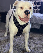 The "Maximus" silver harness - SJB-DIAMOND ELITES
