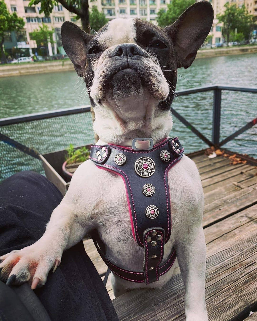 The ''Bijou'' harness Black & Pink Small to Medium Size - SJB-DIAMOND ELITES