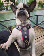 The ''Bijou'' harness Black & Pink Small to Medium Size - SJB-DIAMOND ELITES