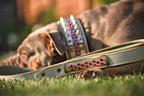 The Candy Leash Bestia Dog Gear