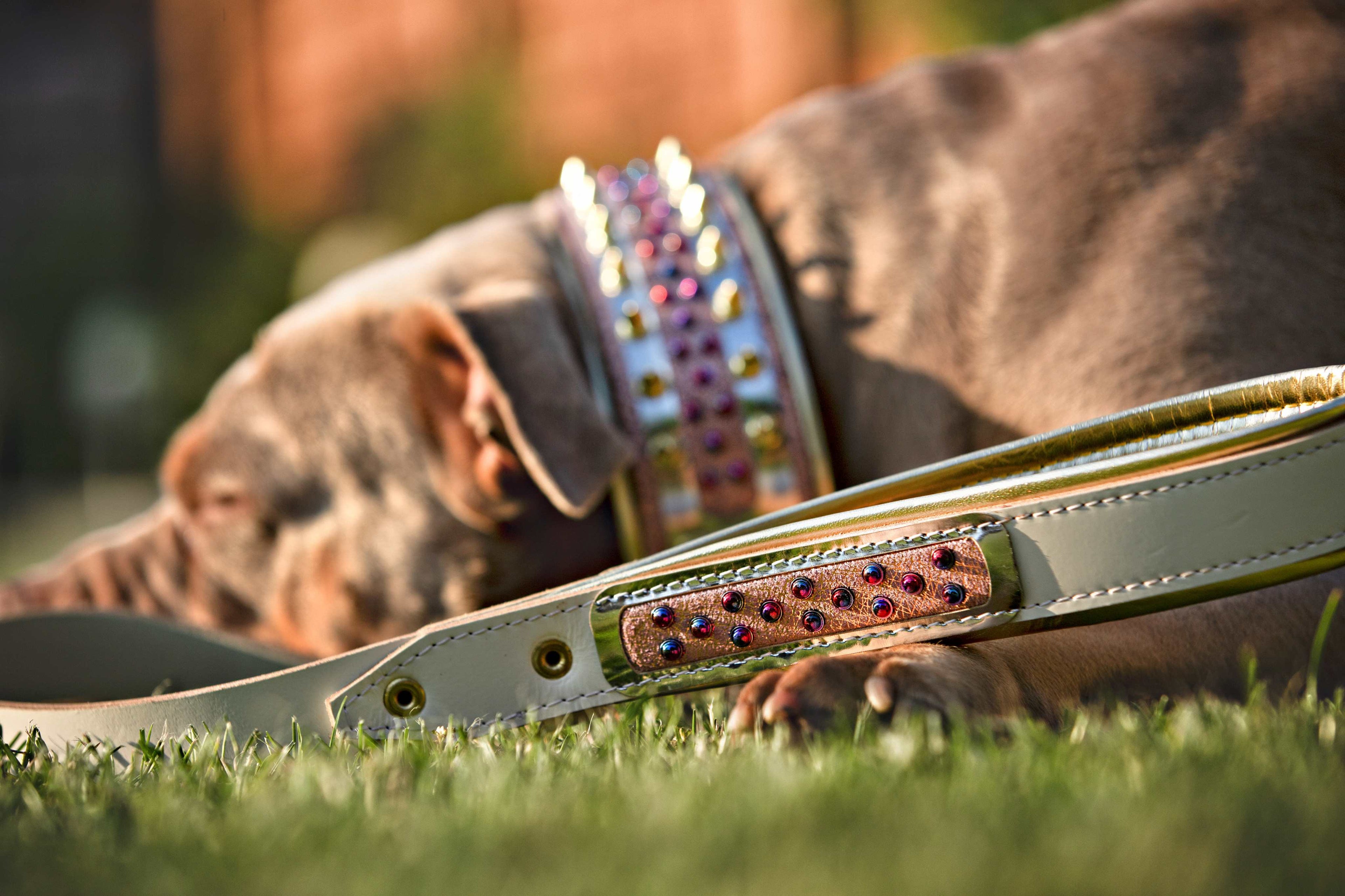 The Candy Leash Bestia Dog Gear