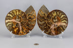 Ammonite Fossil Matched Pair Halves