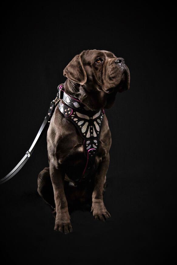 The ''Ariel'' harness - SJB-DIAMOND ELITES