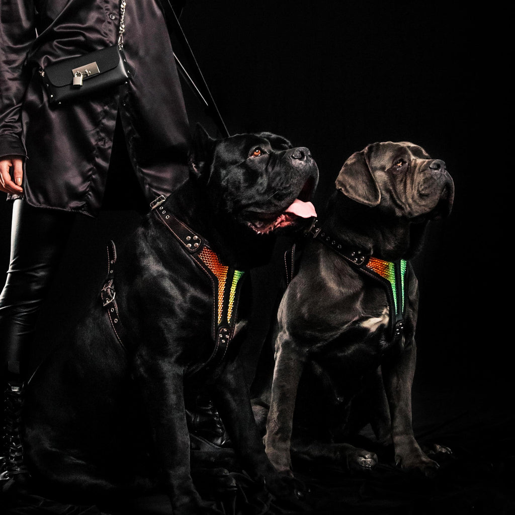 The ''D`Albertis'' harness LIMITED - SJB-DIAMOND ELITES