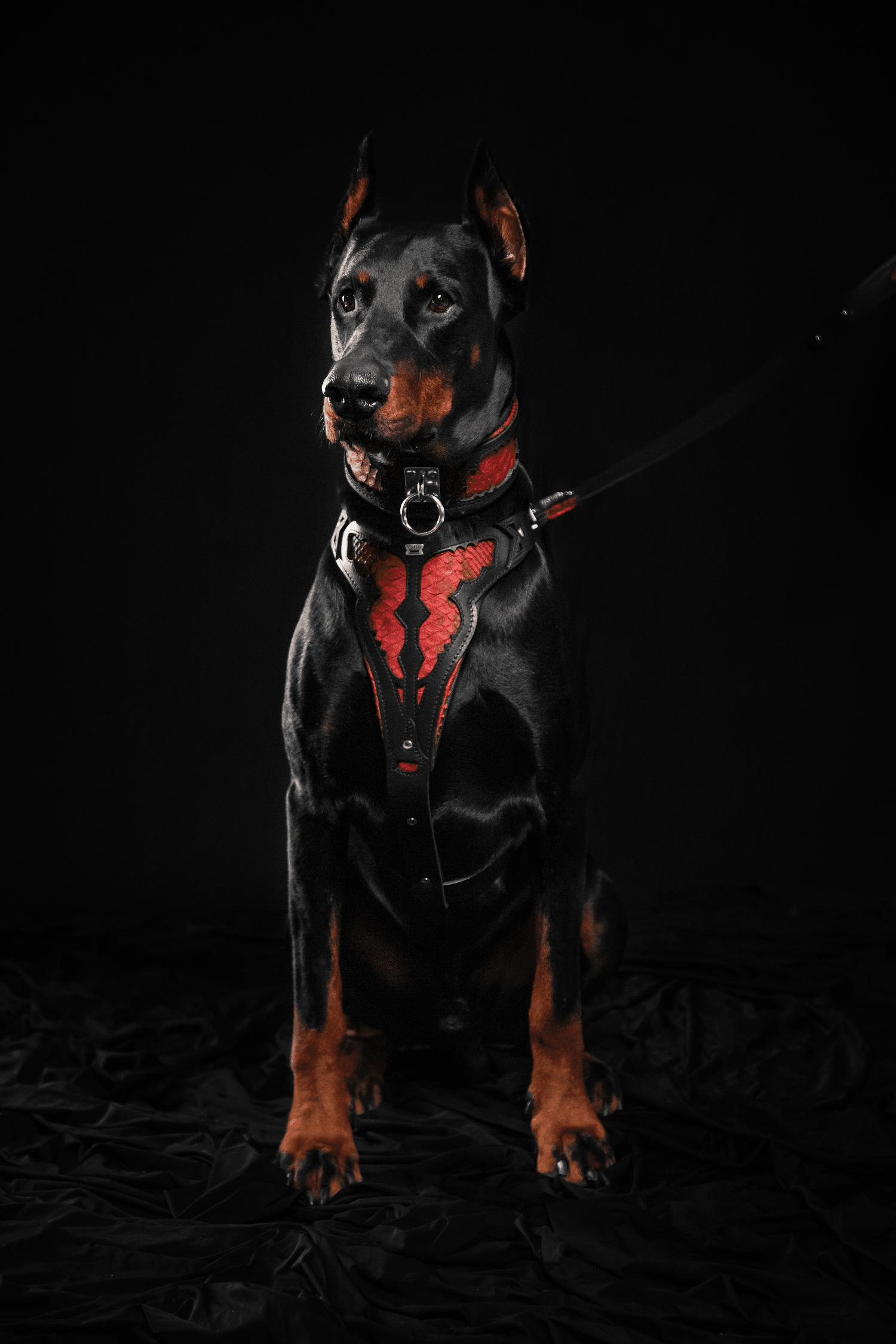 The ''Red Dragon'' harness - SJB-DIAMOND ELITES