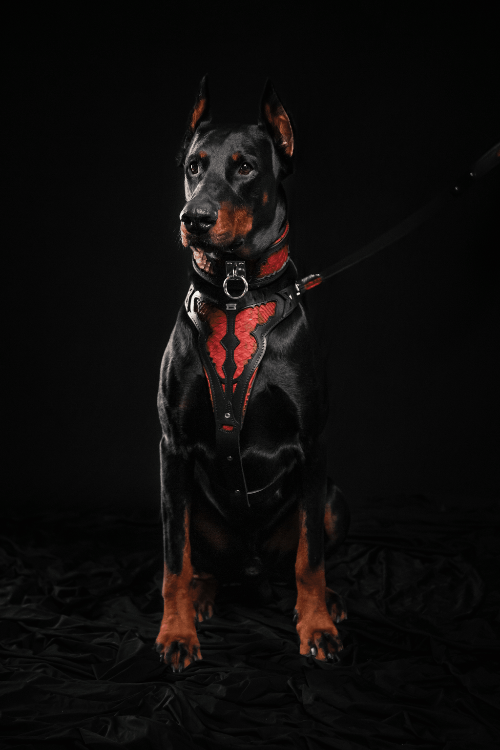 The ''Red Dragon'' leash - SJB-DIAMOND ELITES