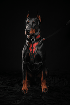 The ''Red Dragon'' leash - SJB-DIAMOND ELITES