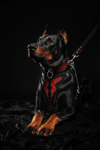 The ''Red Dragon'' harness - SJB-DIAMOND ELITES