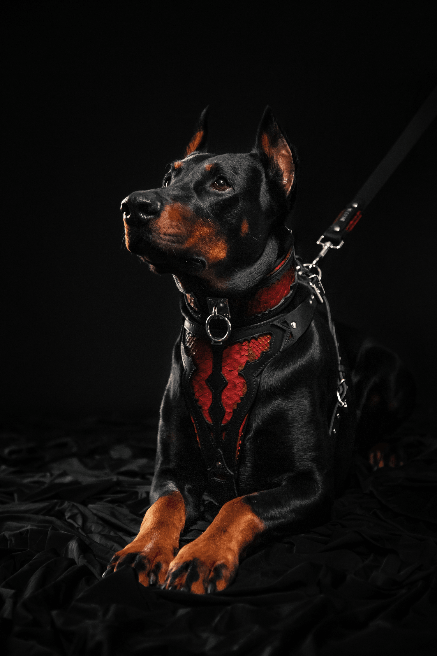 The ''Red Dragon'' harness - SJB-DIAMOND ELITES