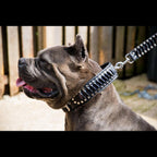 The ''Steampunk'' collar exclusive design - SJB-DIAMOND ELITES