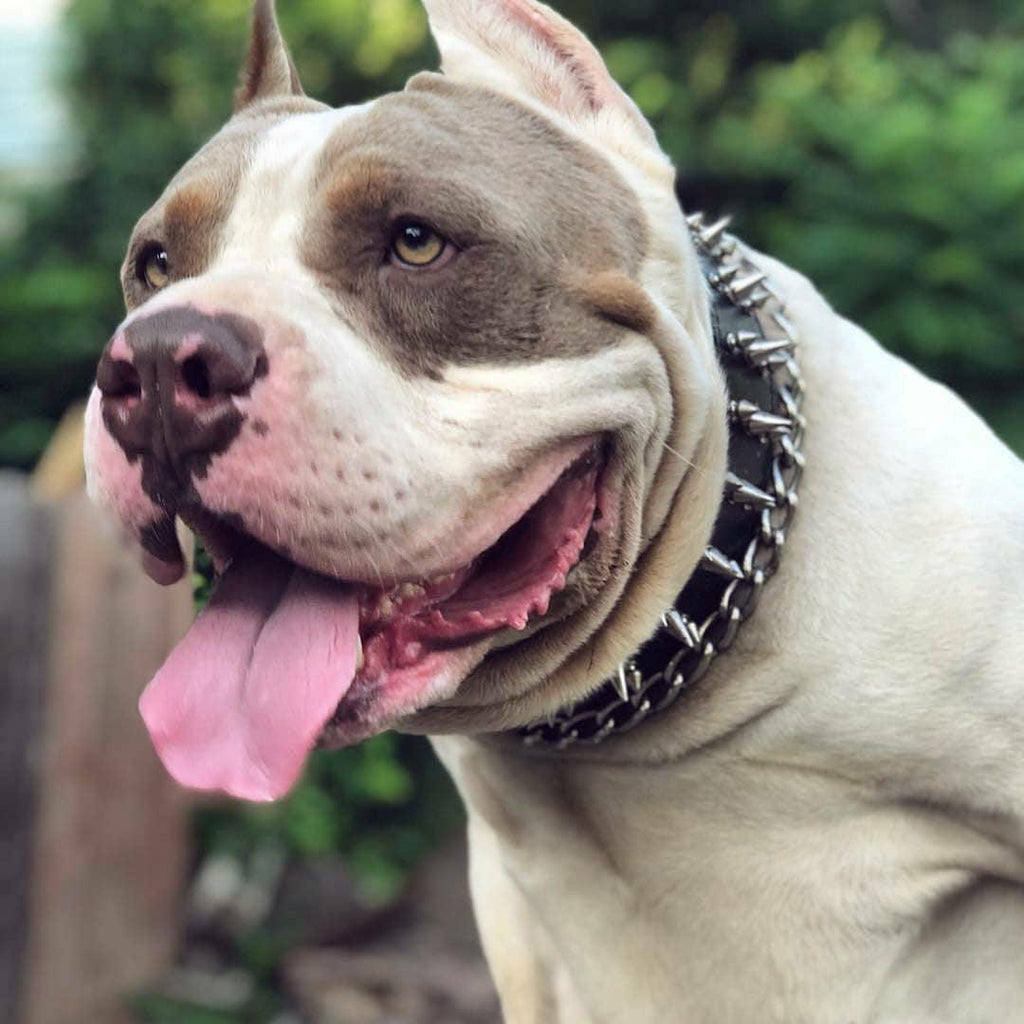 "Danger" collar Bestia Dog Gear