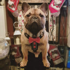 The "Bowtie" handmade leather harness black Small to Medium Size - SJB-DIAMOND ELITES