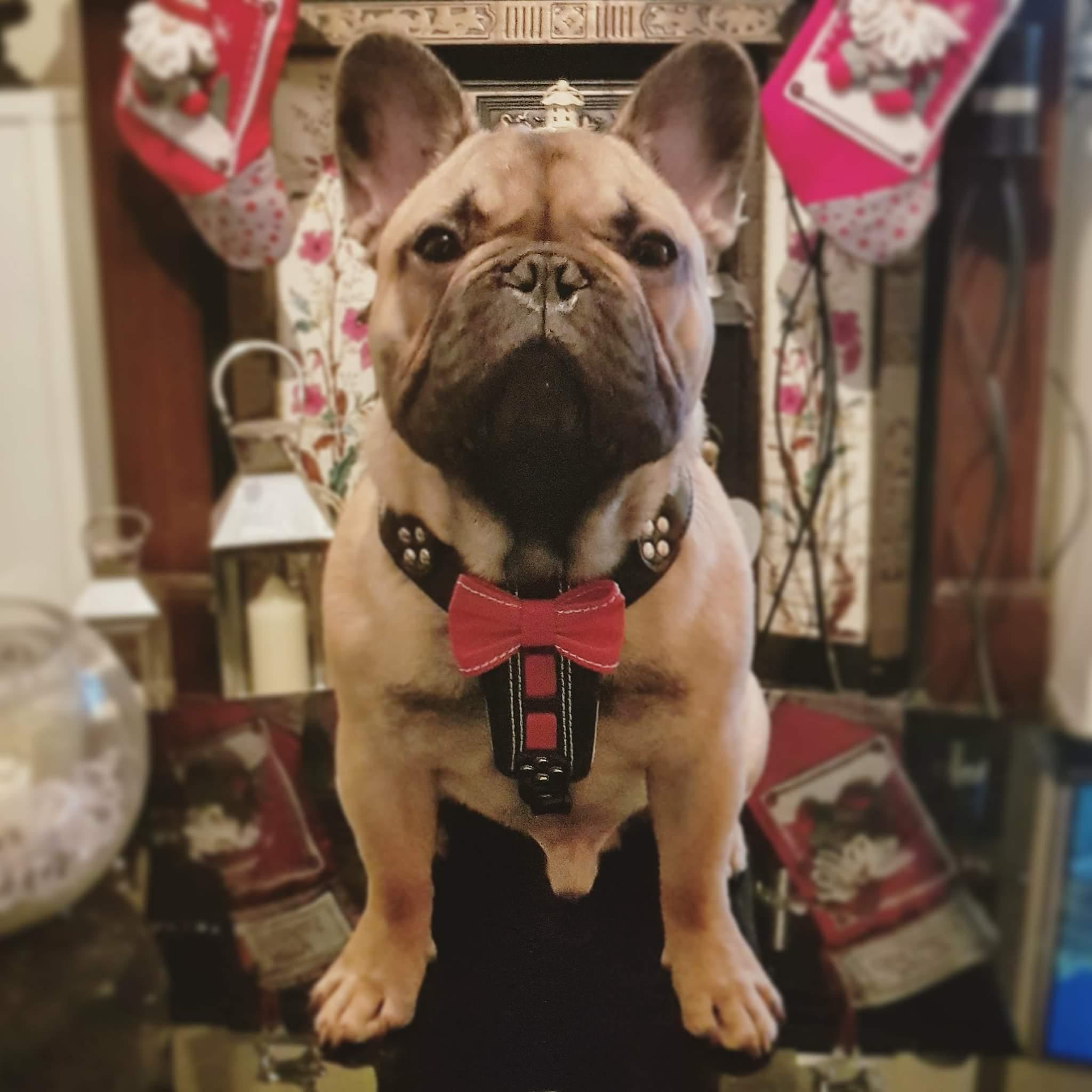 The "Bowtie" handmade leather harness black Small to Medium Size - SJB-DIAMOND ELITES
