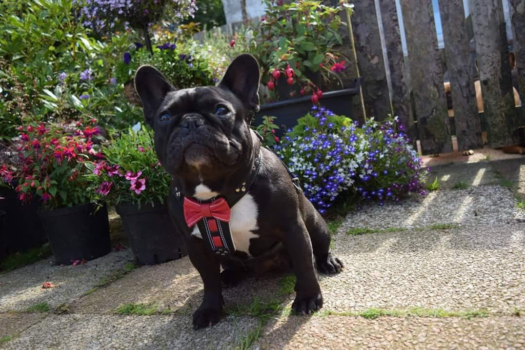 The "Bowtie" handmade leather harness black Small to Medium Size - SJB-DIAMOND ELITES