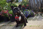 The "Bowtie" leather harness brown Small to Medium Size - SJB-DIAMOND ELITES
