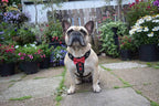 The "Bowtie" leather harness brown Small to Medium Size - SJB-DIAMOND ELITES