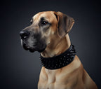 Black ''Crown'' soft leather dog collar - SJB-DIAMOND ELITES