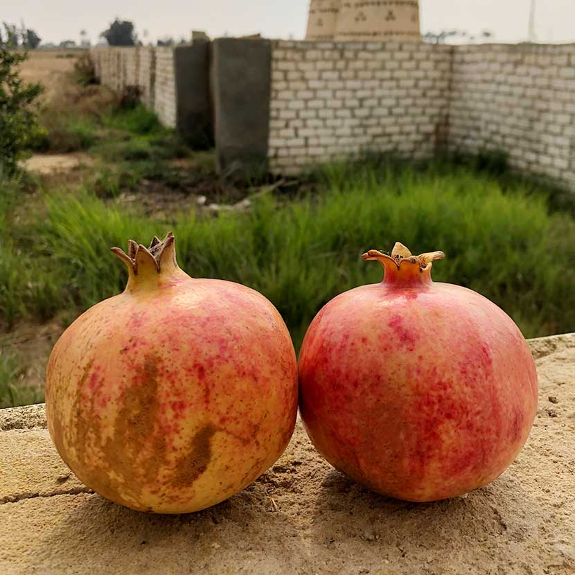 Granate | Pomegranate Seed Oil Katari Beauty