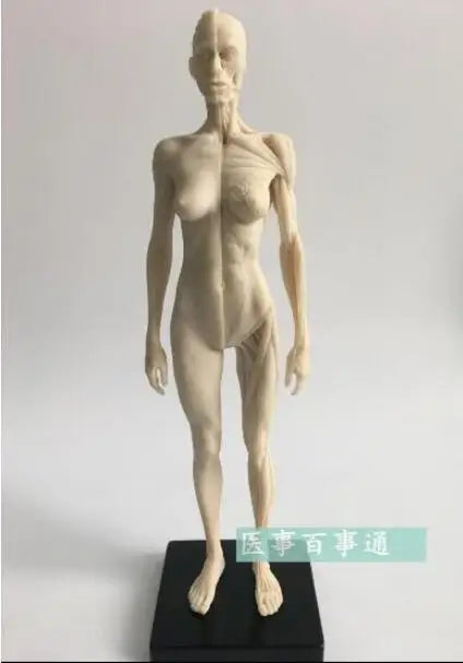 30cm medical sculpture drawing CG refers to the anatomy model of human musculoskeletal with skull structure male/female