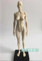 30cm medical sculpture drawing CG refers to the anatomy model of human musculoskeletal with skull structure male/female