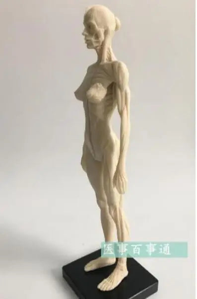 30cm medical sculpture drawing CG refers to the anatomy model of human musculoskeletal with skull structure male/female