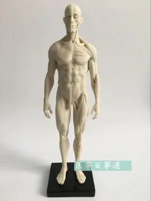 30cm medical sculpture drawing CG refers to the anatomy model of human musculoskeletal with skull structure male/female