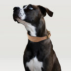 The Wide Luxe Collar - Padded Leather for Large Dogs Fashioned Furbabies