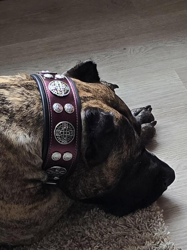 The "Hektor" Burgundy Collar LIMITED - SJB-DIAMOND ELITES