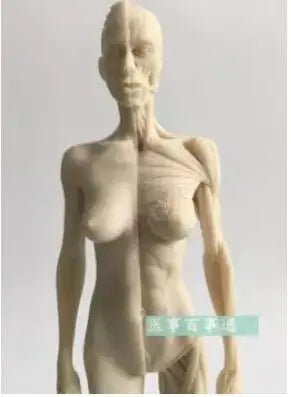 30cm medical sculpture drawing CG refers to the anatomy model of human musculoskeletal with skull structure male/female