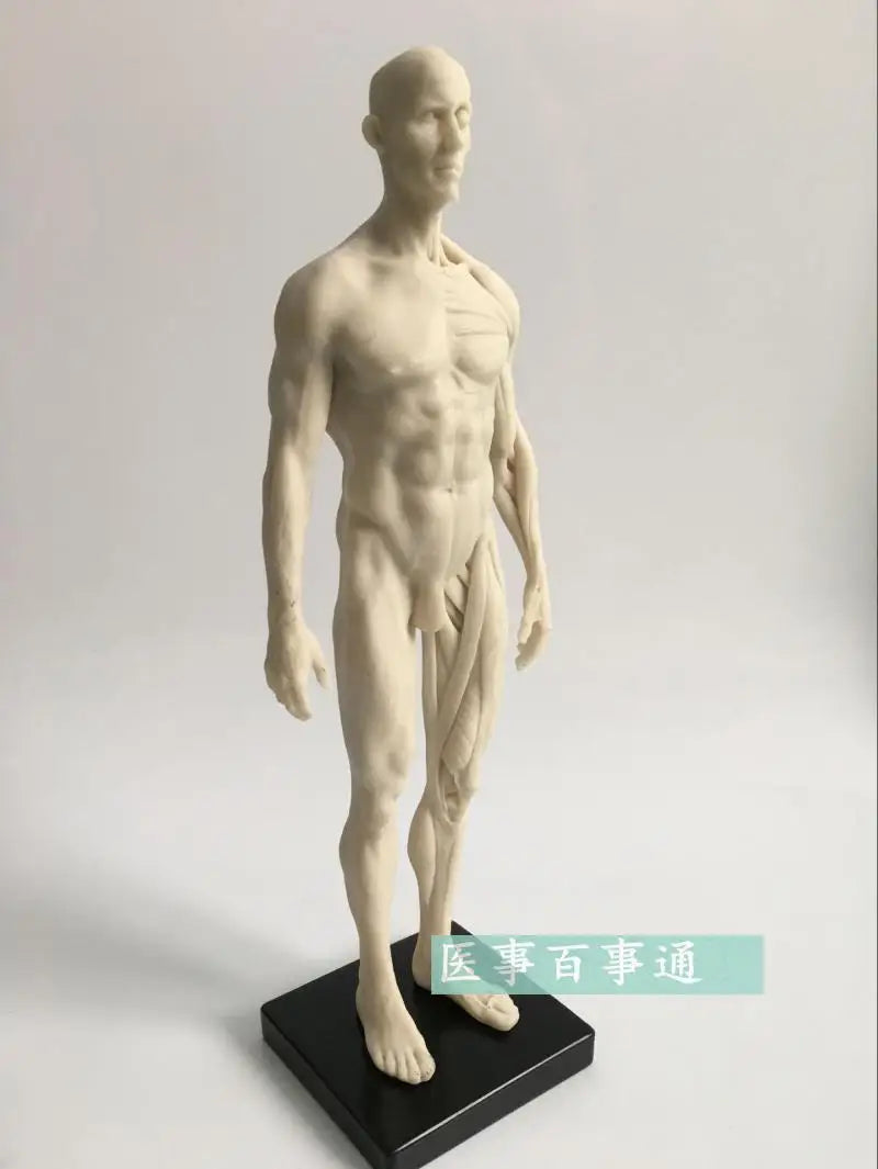 30cm medical sculpture drawing CG refers to the anatomy model of human musculoskeletal with skull structure male/female
