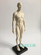 30cm medical sculpture drawing CG refers to the anatomy model of human musculoskeletal with skull structure male/female