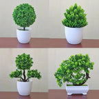 Small Bonsai Tree Pi-Mart