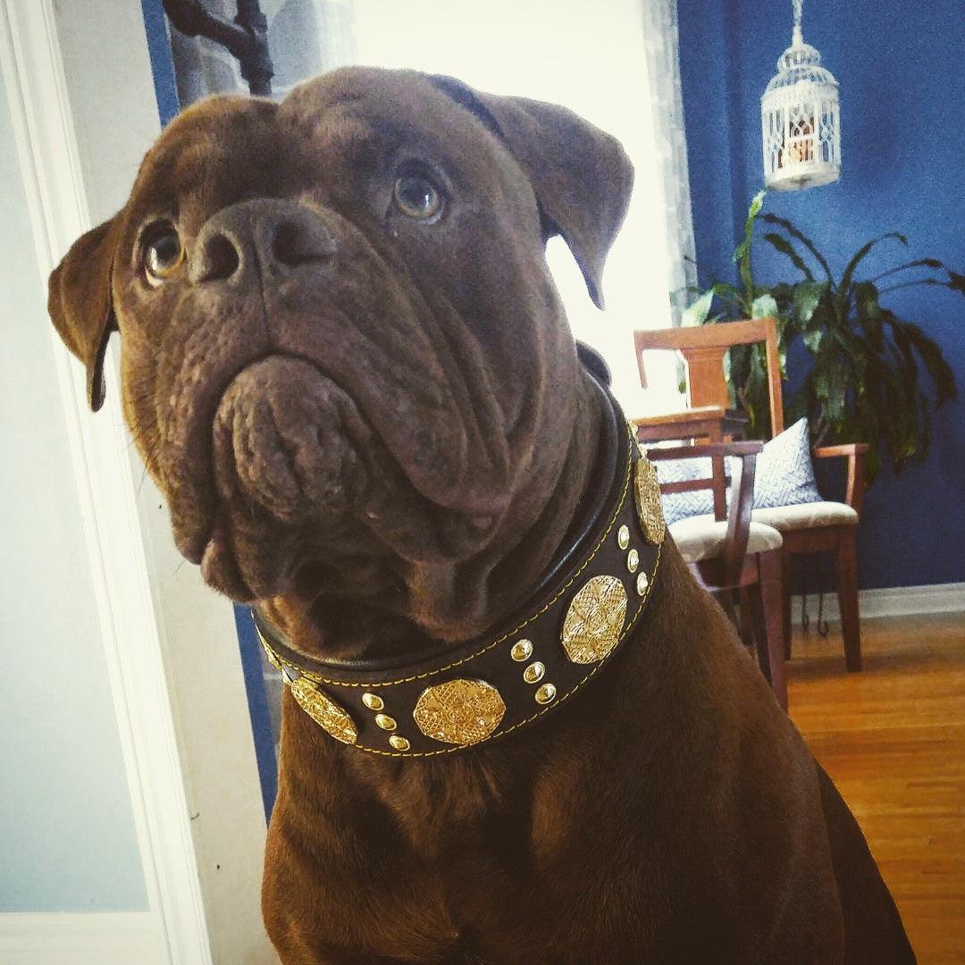 The "Maximus" collar 2.5 inch wide brown & gold - SJB-DIAMOND ELITES