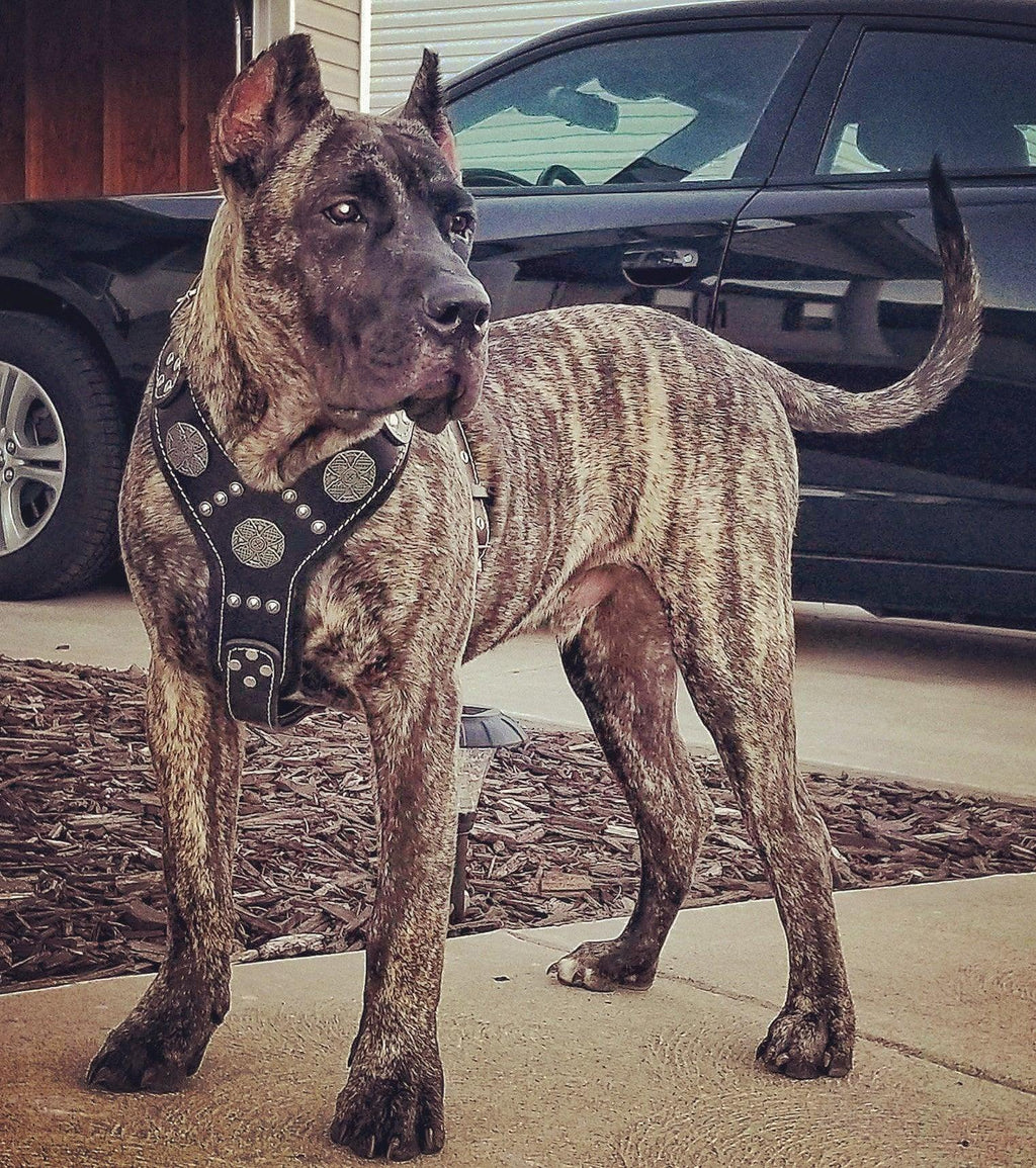 The "Maximus" silver harness - SJB-DIAMOND ELITES