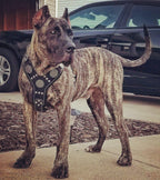 The "Maximus" silver harness - SJB-DIAMOND ELITES