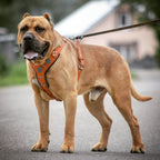 The "Maximus" silver harness - SJB-DIAMOND ELITES