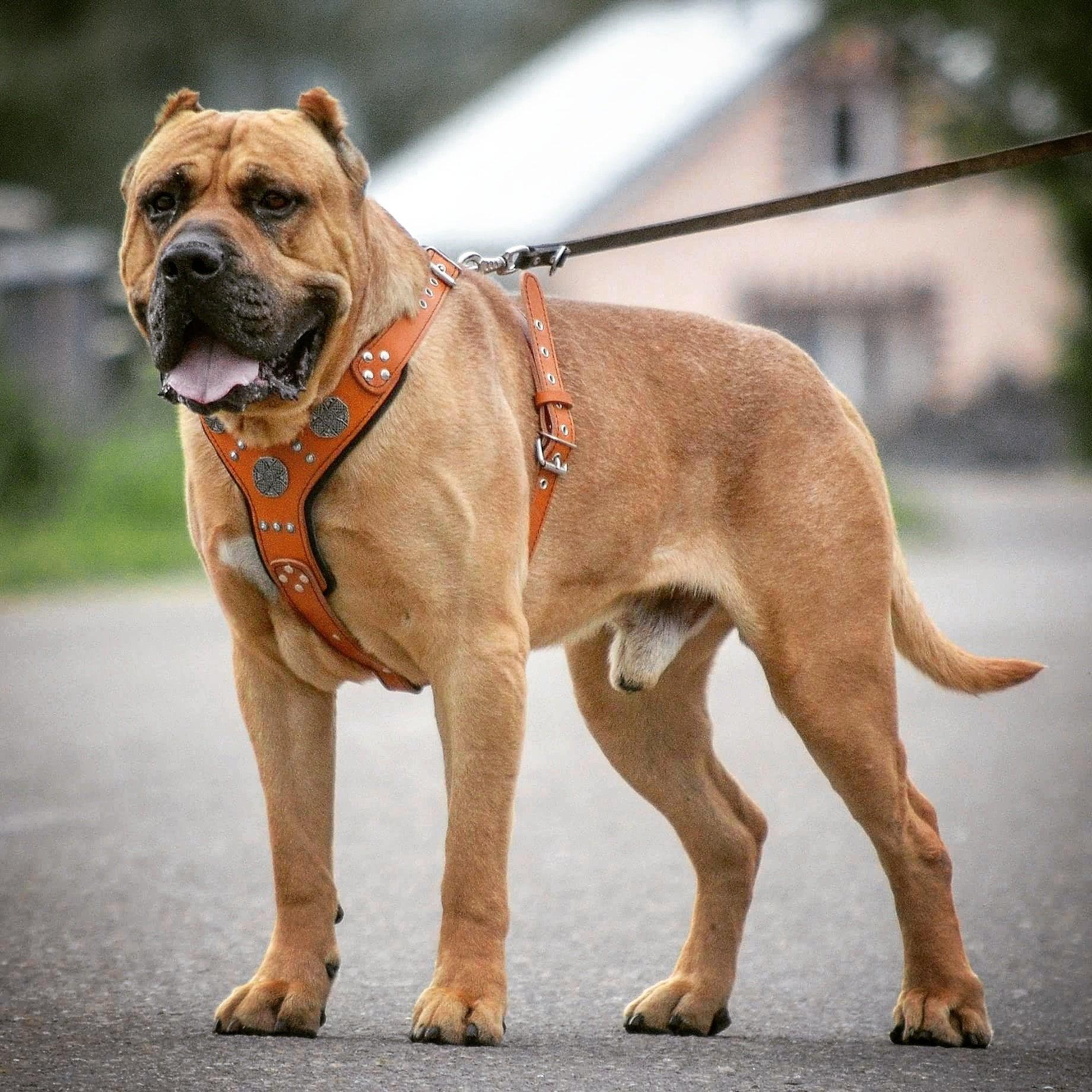 The "Maximus" silver harness - SJB-DIAMOND ELITES