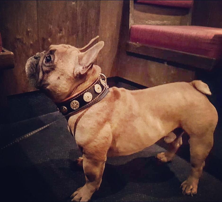 The "Bijou" collar orange Bestia Dog Gear