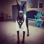 ''Maximus'' Basket Muzzle Brown & Gold - SJB-DIAMOND ELITES