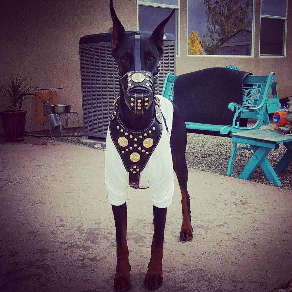 ''Maximus'' Basket Muzzle Brown & Gold - SJB-DIAMOND ELITES
