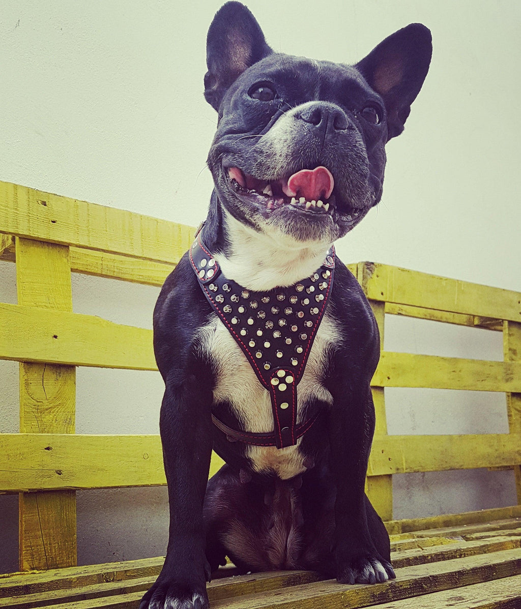 ''Frenchie'' studded leather harness Small to Medium Size - SJB-DIAMOND ELITES