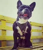 ''Frenchie'' studded leather harness Small to Medium Size - SJB-DIAMOND ELITES