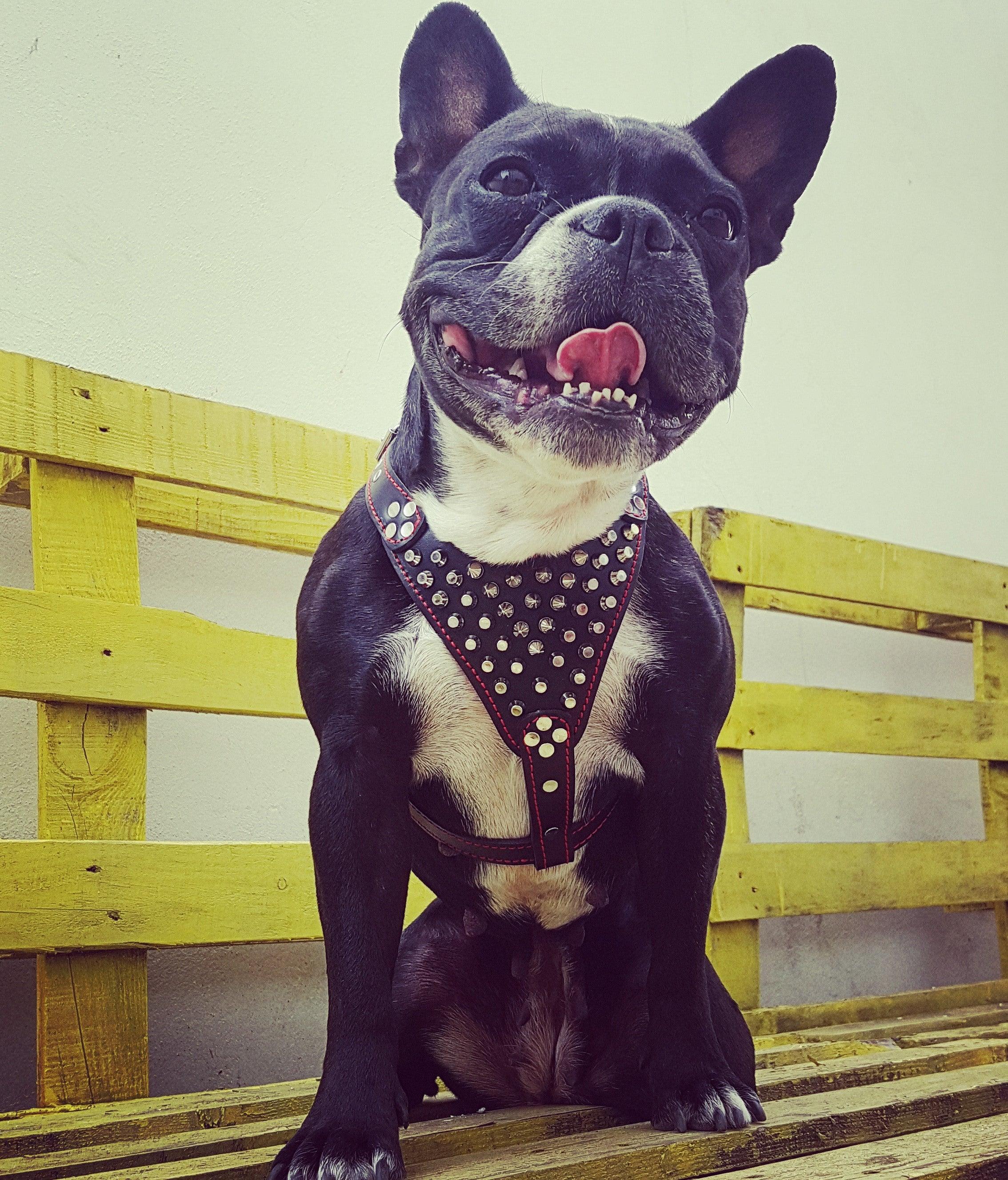 ''Frenchie'' studded leather harness Small to Medium Size - SJB-DIAMOND ELITES
