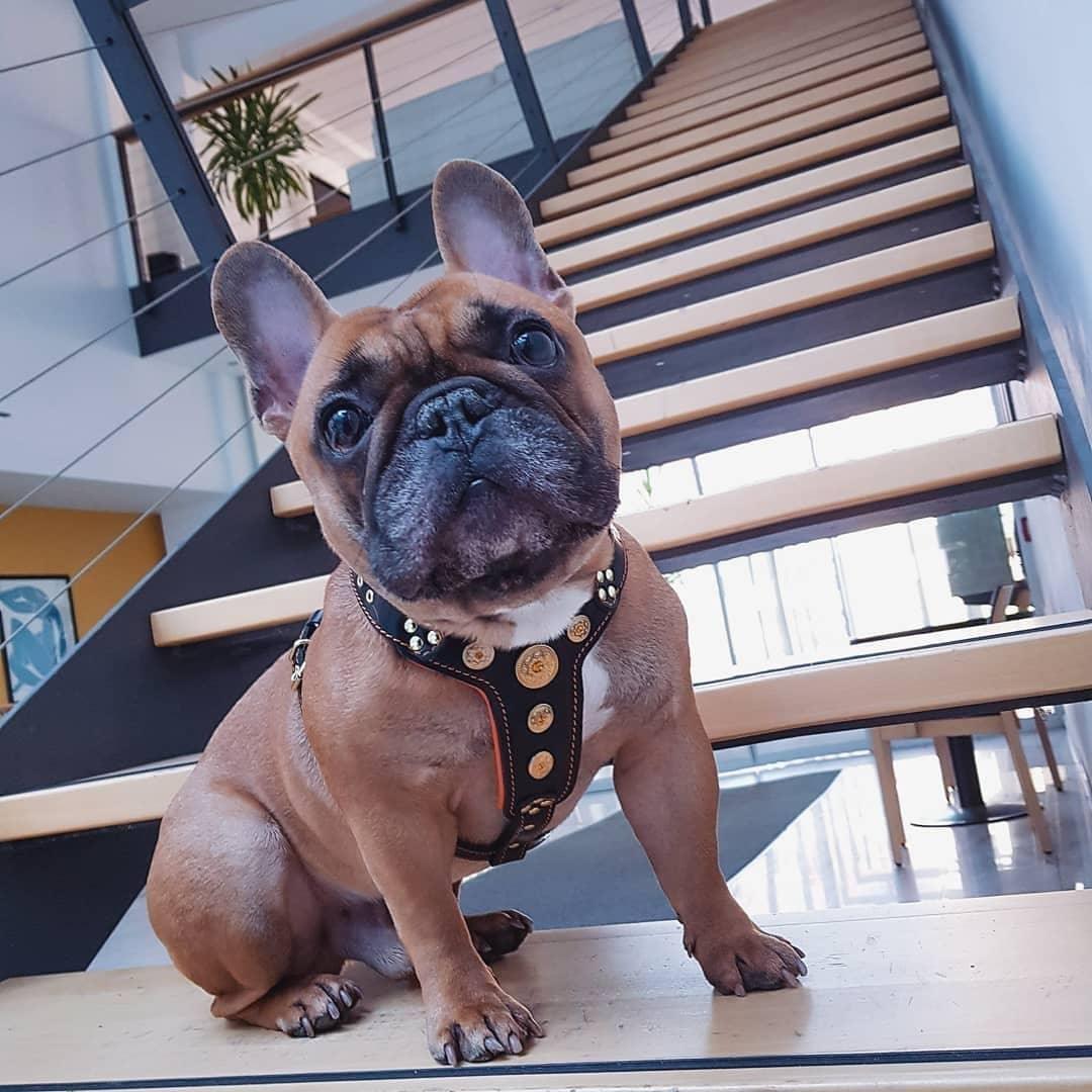 The ''Bijou'' harness Black & Orange Small to Medium Size - SJB-DIAMOND ELITES