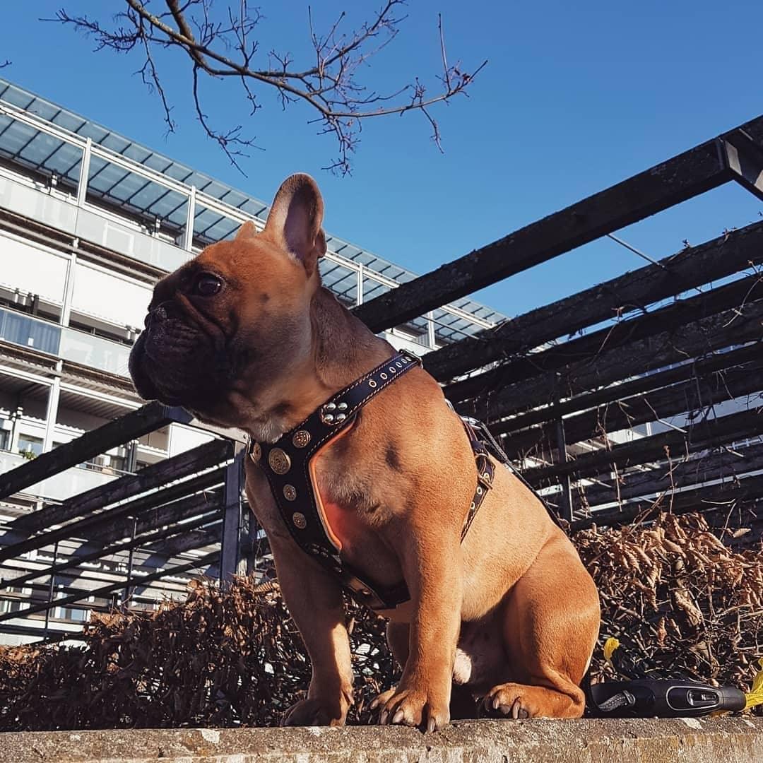 The ''Bijou'' harness Black & Orange Small to Medium Size - SJB-DIAMOND ELITES