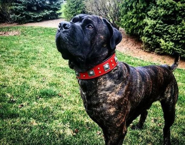 The "Eros" collar 2.5 inch wide RED - SJB-DIAMOND ELITES
