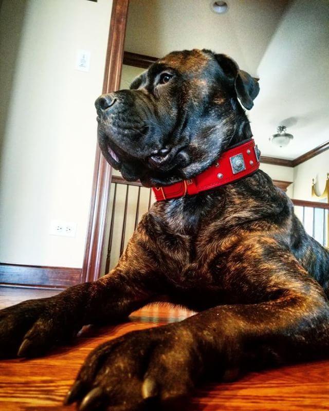 The "Eros" collar 2.5 inch wide RED - SJB-DIAMOND ELITES