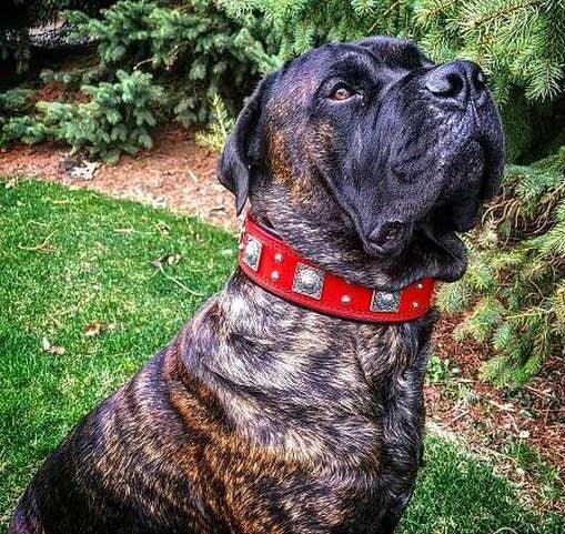 The "Eros" collar 2.5 inch wide RED - SJB-DIAMOND ELITES