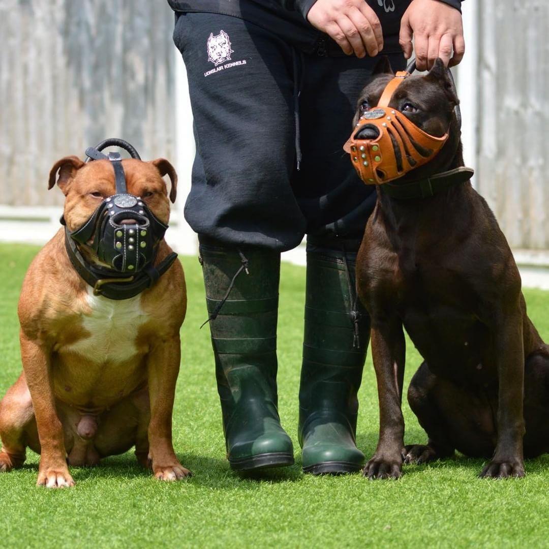 ''Maximus'' Silver Basket Muzzle - SJB-DIAMOND ELITES