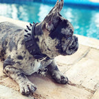 BLACK "Frenchie" collar - SJB-DIAMOND ELITES